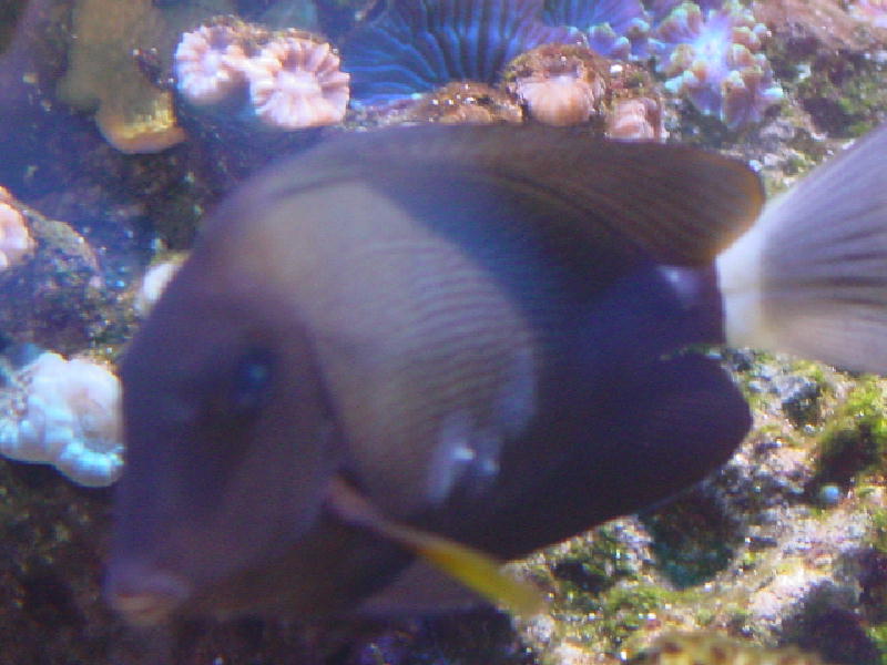 acanthurus 2.jpg