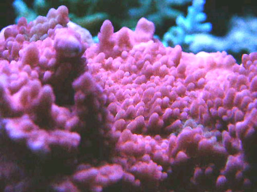 Reeffarmers Montipora setosa