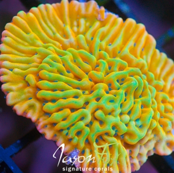 Denne her kommer fra World wide corals, men sælges af Jason Fox. Tre forskellige der ligner ”Slow burn” – og det er bare fra ORA. Kigger man på de andre koral-farmer sider, så er der en del flere. De har næsten alle en ”slow burn”, bare under et andet navn. Dette eksemplar tror jeg bare har fået mere lys, derfor er den mere grøn. Jeg har &quot;gyldne montier&quot; der ligner denne til forveksling.