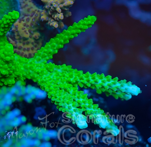 Acropora Sticky situation. Den ligner en A. yongei ”Bali slimer”, den har bare blå spidser. Men hvorfor navnet?