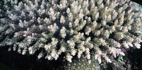 Acropora anthocercis. Vild fra Great Barrier reef Australien.
