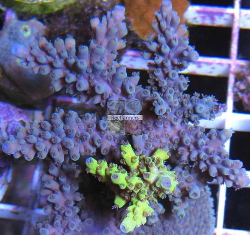 Et eksempel på denne ”import” af flouriserende pigmenter til en koral.
