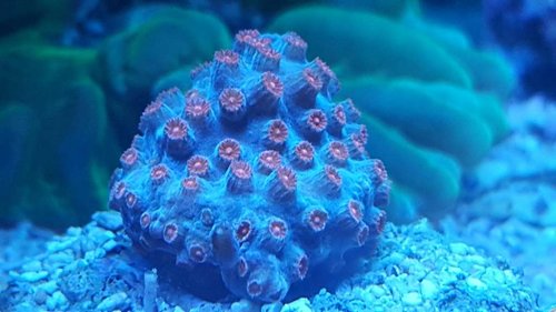 Cyphastrea occelina. Samme koral, men lidt tættere på.