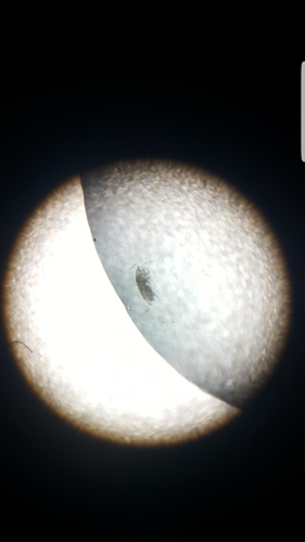 Copepod parasit under 30x forstørrelse