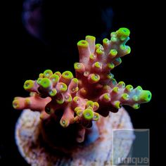 Acropora latistella &quot;Bali shortcake&quot;