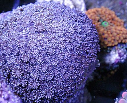 Urtepotte Coral (Goniopora)