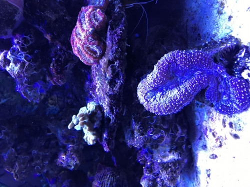 Billede 3 (jeg kalder den guld koral)<br />Den har mistet farven og virker uden liv.