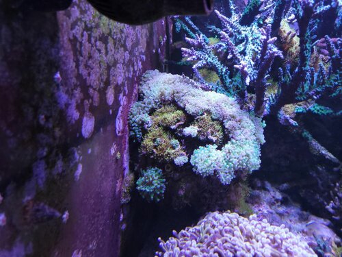 Det kan lyde lidt overdrevet, at en lille anemone kan tage livet af store koraller, men det kan de altså. Her har de ædt en stor del af en Euphyllia. Jeg har pillet korallen op fra revet og har sikret fragmenter og smidt resten ud.