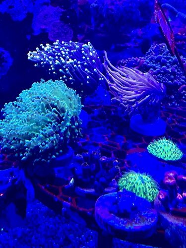 koral 17 11.jpg