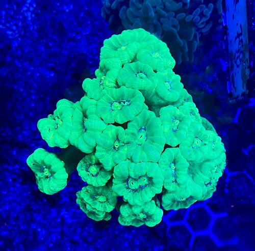 Koral 17 11 2.jpg