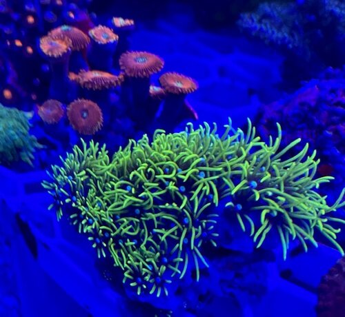 koral 17 11 3.jpg