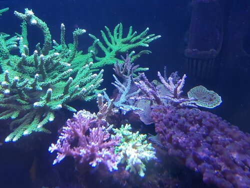 Koraller1.jpg