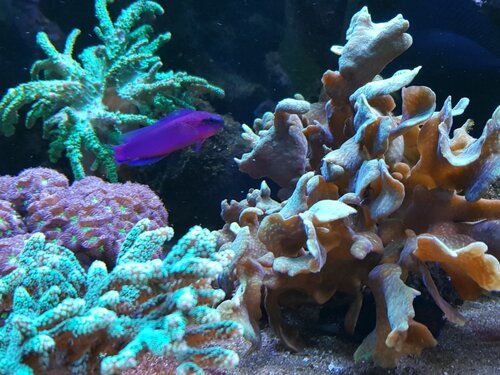 koraller2.jpg