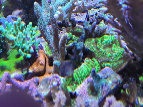 Spongodes er den mest aggressive. Den overvokser alt og gror op af de koraller den kan komme til. Lidt synd, for det er en utroligt smuk koral. Jeg har bare udfaset den, da den ikke passer i mit system mere. Det er det samme som med de andre montier, der har ikke stået spongodes som frags i over et år. En lille stump og så kører den.