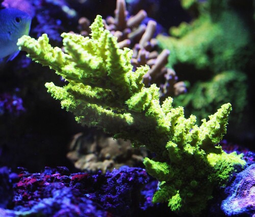 Acropora Austera - Neon Green.jpg