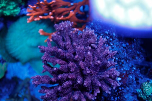 Millepora RedRed_top.jpg