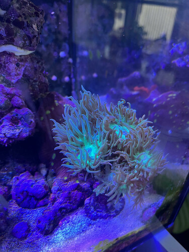 koral 3.jpg