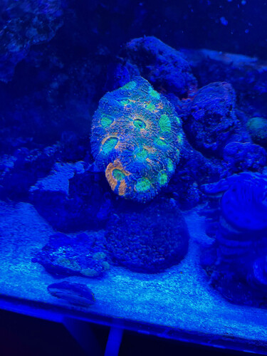 koral 6.jpg