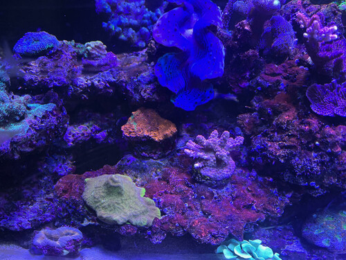 koral 7.jpg