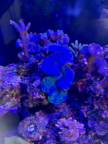 koral1.jpg