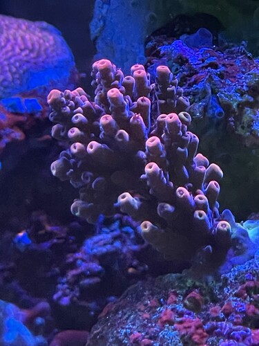 Unknown coral name