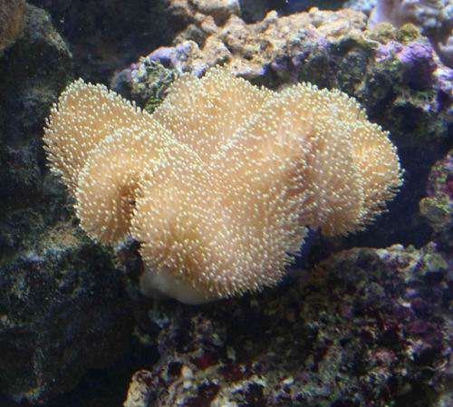 koral_2.jpg