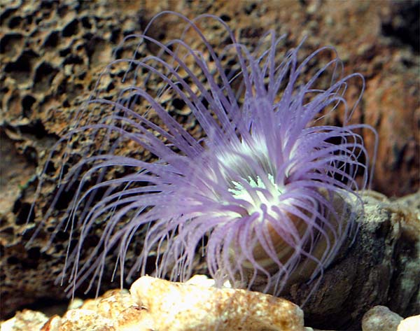 Hvilken Koral eller anemone.jpg