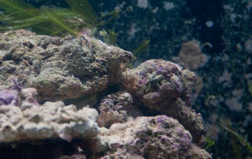 koral-4.jpg