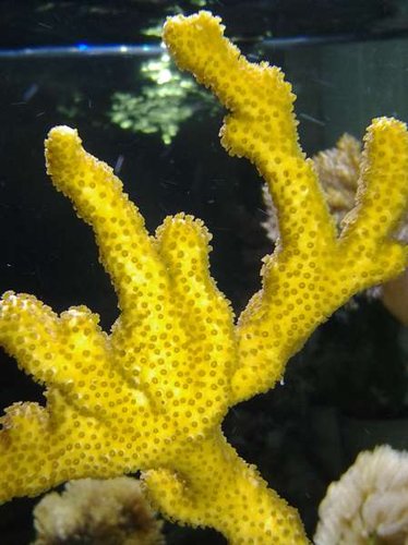 Koral close up