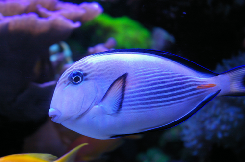 Acanthurus sohal