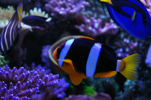 Amphiprion clarkii