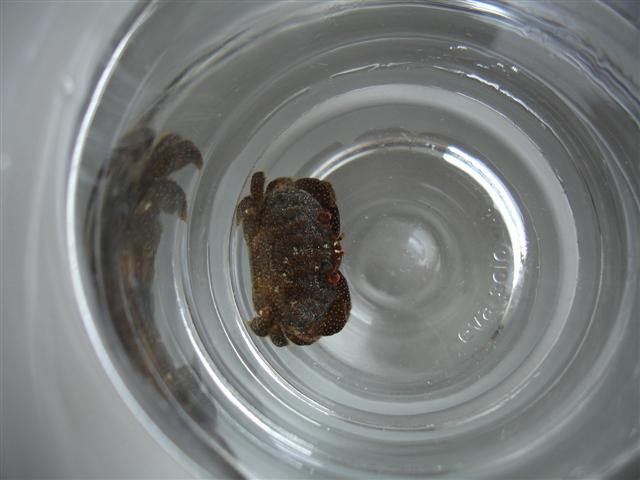 krabbe