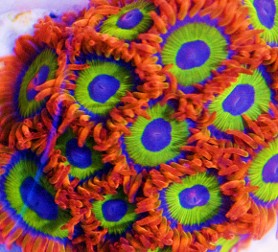 JapaneseFruitLoops.jpg