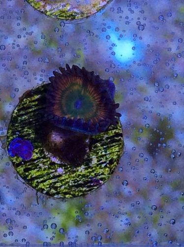 RAINBOW ( 45 pund pr polyp)