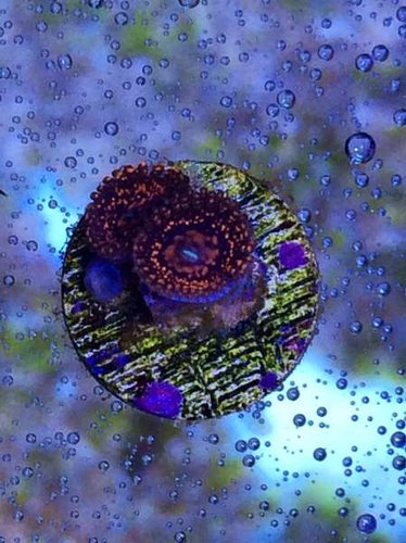 NIGHTMARE Zoa (45 pund pr polyp)