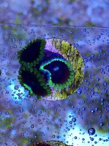 JOKER ZOA (30 pund pr polyp)