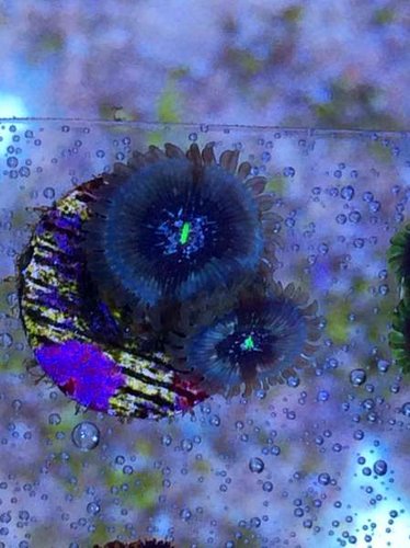 jumbotron pe ( 85 pund pr polyp)