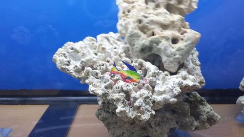 20140209_121529.jpg (36.07 KiB) Vist 1005 gange Vores første fisk :)