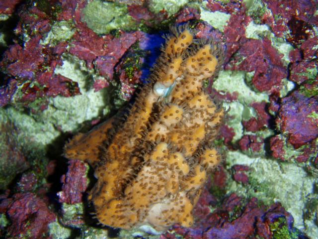 P7060061 (Small).JPG