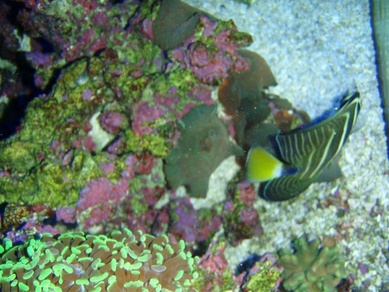 fisk 2 (Medium).JPG