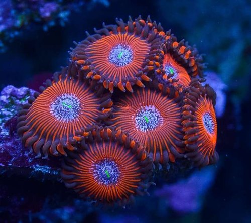 Zoa-03-2.jpg