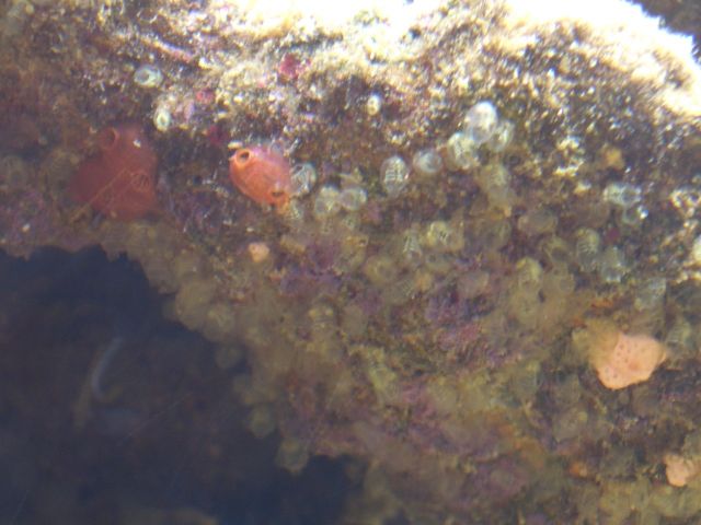 Der er ligesom lidt &amp;quot;skelet&amp;quot; inde i dem.. håber billedet er godt nok til at noget ID kan laves..