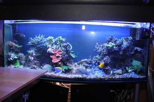 akvarie 097 (2).JPG