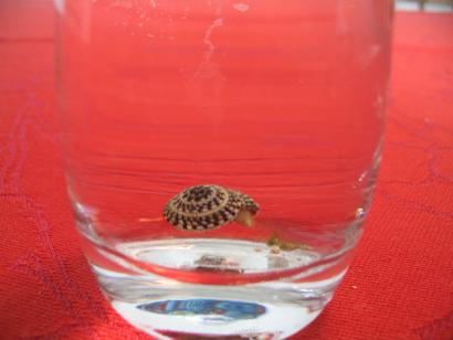 snegl, polyp.JPG