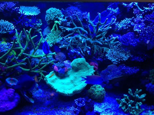 image.jpg (164.21 KiB) Vist 1777 gange Morgenbillede