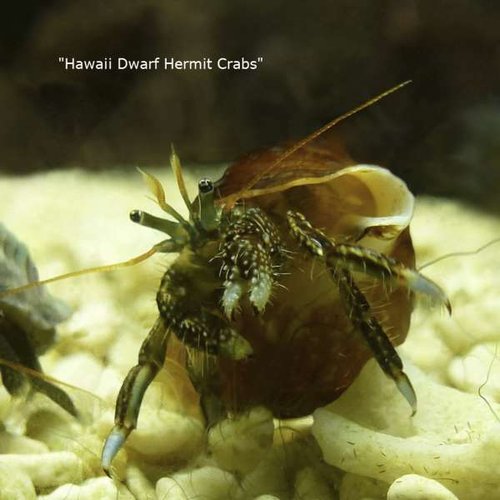 Dwarf Hermit Crab -. til forum.jpg