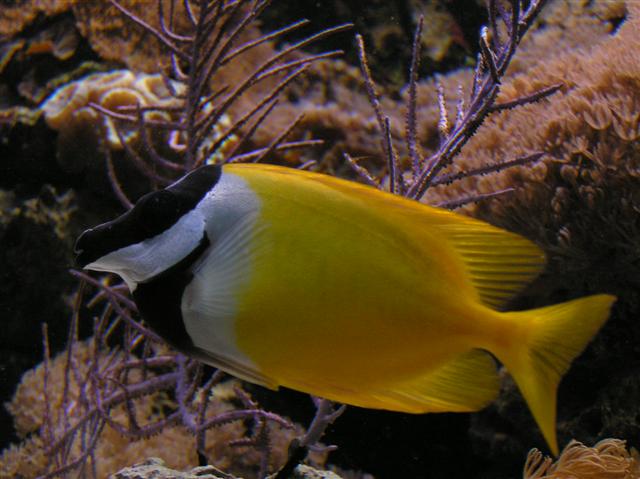 Fra Claus Schultz 400 l