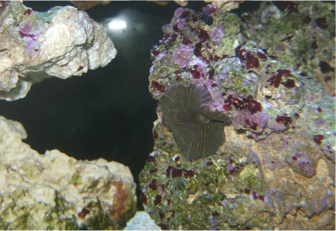 Anemone.