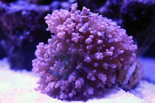 IMG_0221.JPG