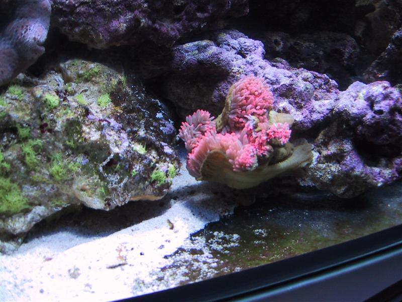 Anemone under HQI (Medium).JPG